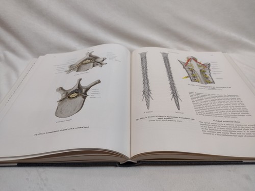 Applied Anatomy of the Back by J. Rickenbacher Oversized Hardcover Illustrated - 第 11/19 張圖片
