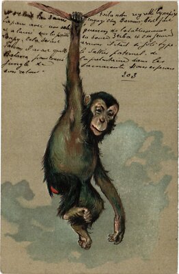 PC AFFE, SCHIMPANSE HÄNGEND AM SEIL, GEPRÄGTE POSTKARTE (b2561)