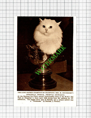 Mrs M Crichmore Cat Thiepval Snowcloud - 1952 Small Cutting