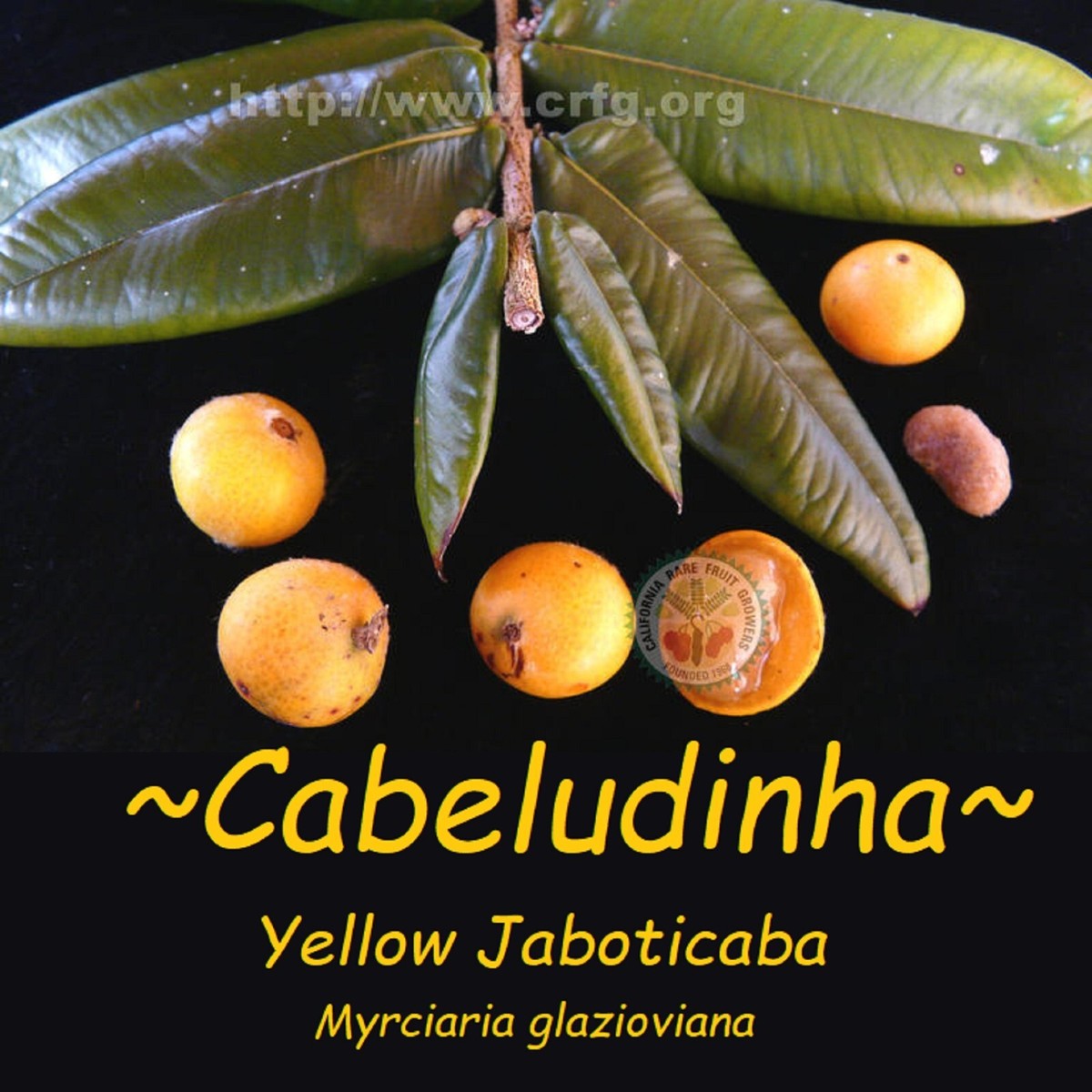 CABELLUDA~ Myrciaria Glazioviana Yellow Jaboticaba Plinia BIGGER