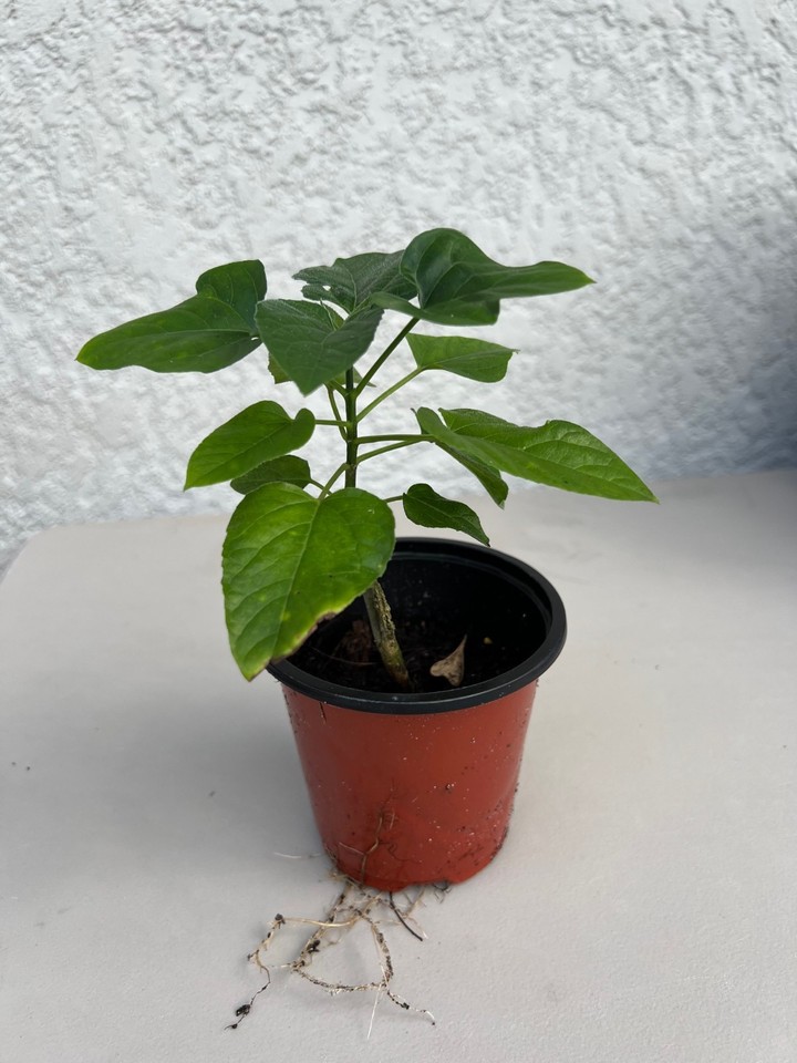 Pagoda Flower (Clerodendrum Paniculatum ) well rooted in 4