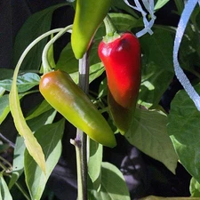 [FISH PEPPER] SEEDS •HISTORIC PEPPER• FREE SHIPPING!