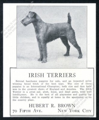 Lakeland Irish Terrier Height Irish Terrier Breeder List Border Terrier