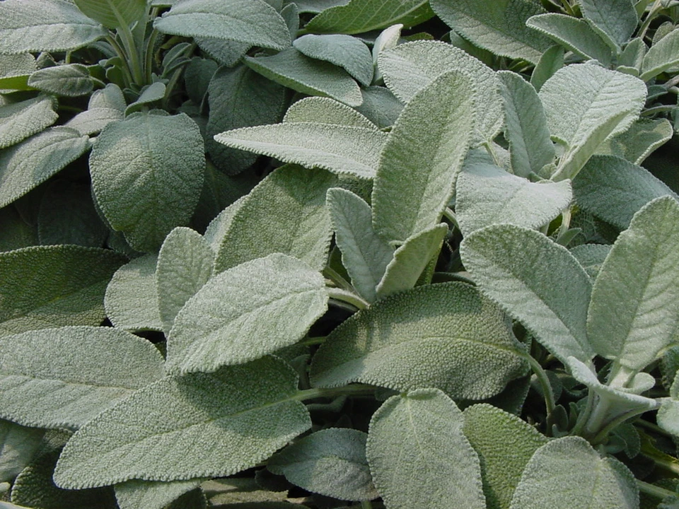 HORTUS 200 SEMI DI SALVIA- ERBE AROMATICA OFFICINALI - GIARDINAGGIO-