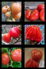 ASSORTIMENTO POMODORI CUORE DI BUE - PACCHETTO DA 6 VARIETÀ 30+ semi V 221