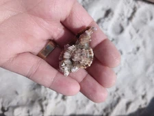Small Triton Shell Freshly Dove For In Siesta Beach #1 In USA Sarasota Florida
