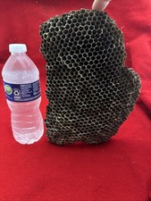 Huge Red Wasp Nest Country Barn Decor 10  X 7...