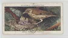 1937 Player's Birds & Their Young Tobacco Song Thrush #40 7ut