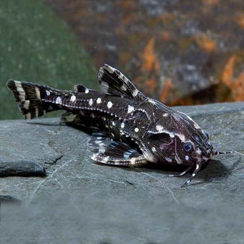 Spotted Raphael Catfish Agamyxis Albomaculatus South American