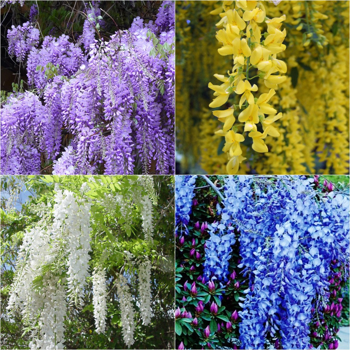 Wisteria Seeds Exotic Chinese Purple Blue Yellow White Garden Tree Plant  Seed | eBay