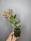 NEW! Unreleased 2027 Cattleya (Slc. Katherine Clarkson x Lc. Black Jack) 11671 — photo 8