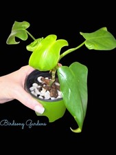 Golden Violin~Philodendron Bipennifolium Aurea rooted Plant 4" Pot