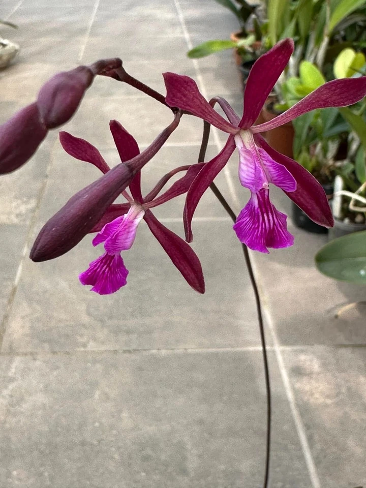 Encyclia moebusii  Orchid species blooming size Very Rare  - Imagen 2 de 4