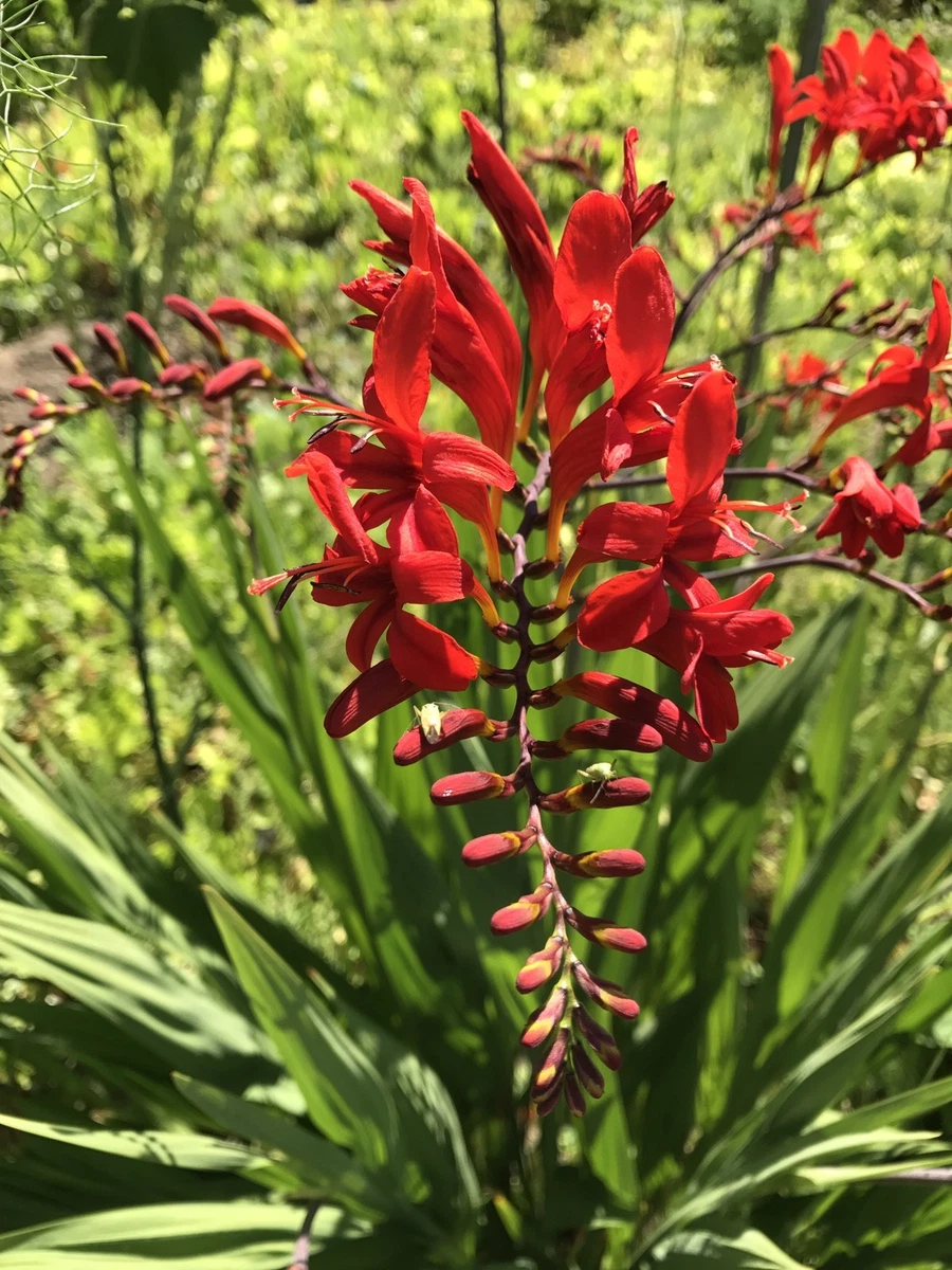 Tall red flowers deals