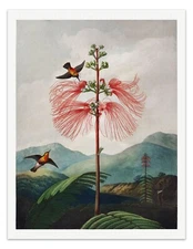 FLOWERING SENSITIVE PLANT Temple of Flora Botanical Art Print - 1807 Wall Decor