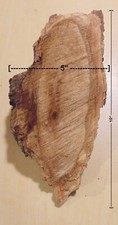Maple Burl Slice For Your Wood/ Art Projects. 10" 5" 2.75"