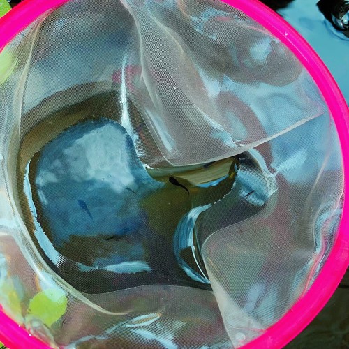 10 live guppy fry- full black Guppy - High Quality Live Guppy Fish US Seller - Picture 16 of 16