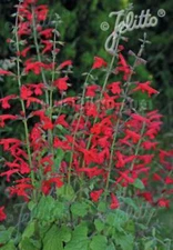 Salvia 'Arriba' plant 3.25" pot - Salvia roemeriana