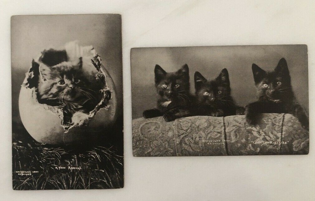 c 1905 CUTE KITTY Cat Kitten ANTIQUE Postcard C E Ballard | eBay