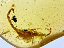 A101 BU2136 Rare Scorpion in nice Burmese Amber Burmite 99mya