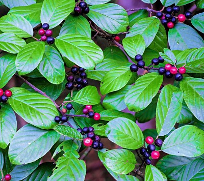 15 Carolina Buckthorn Seeds for Planting - Indian Cherry - Rhamnus  caroliniana | eBay