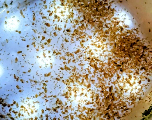 Live Freshwater Daphnia Magna and Green Water Starter. Clean indoor culture.