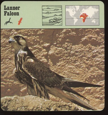 Lanner Falcon  Safari Cards Rencontre Birds