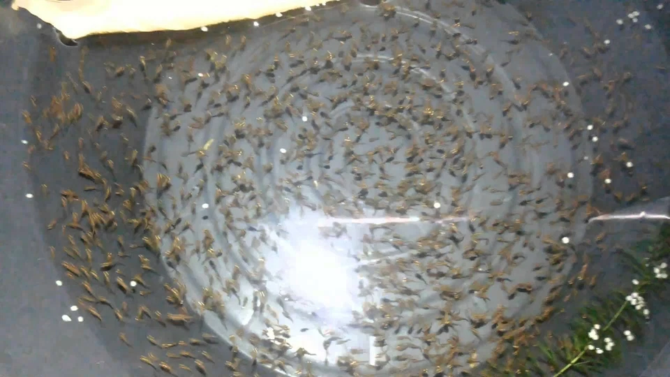 60.000 huevos de camarón de hadas alimento para peces recién nacidos, Betta, Guppy, Killifish Foto 3 de 4