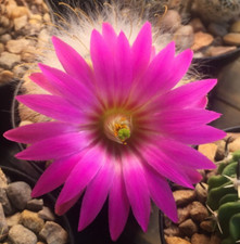 Mammillaria guelzowiana v. robustior Rare Cactus Seedling Own Roots UK Grown