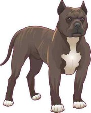 4in x 5in Brown Blonde Pitbull Sticker Car Truck Vehicle Bumper Decal