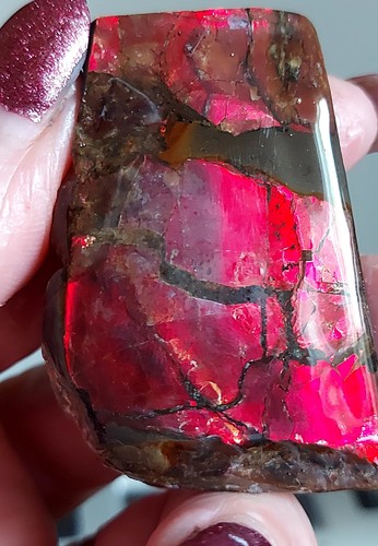 Ammolite Ammonite tabletop Display Piece BRIGHT 54.4x38.2x19.4mm 18870 - Picture 2 of 5