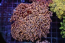 Frogspawn Colony WYSIWYG - SAQ Coral Farm