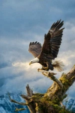 Mountain Eagle I by Buck Rawlins Western Wildlife Art Print + Free Shipping