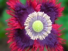2.000 Drama Queen Poppy Seeds P. Somniferum Giant Frilly Reds&Purples Breadseed