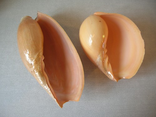 5 Coquillages Renard Tranchés – Grands Coquillages Centre Coupé 7-10 Cm – Loisirs Créatifs CS-27