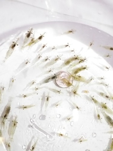 500+ Live Feeder Saltwater Grass/Ghost shrimp (Palaemonetes Species)