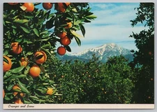 Oranges & Snow~Warm Valley Foothills~Snow Capped Mtns In Bkgd~So CA~Continental