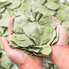 400 Dried Real Silver Dollar Eucalyptus Leaves Natural Bulk for Wedding Decor