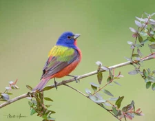 Painted Bunting by Matthew Huras Fine Art Print Wildlife Bird Nature 17.75x22.25