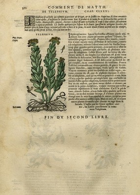 Antique Print-Orpine-Snow-in-summer-Garden Woade-Mattioli-p. 370-Anonymous-1572