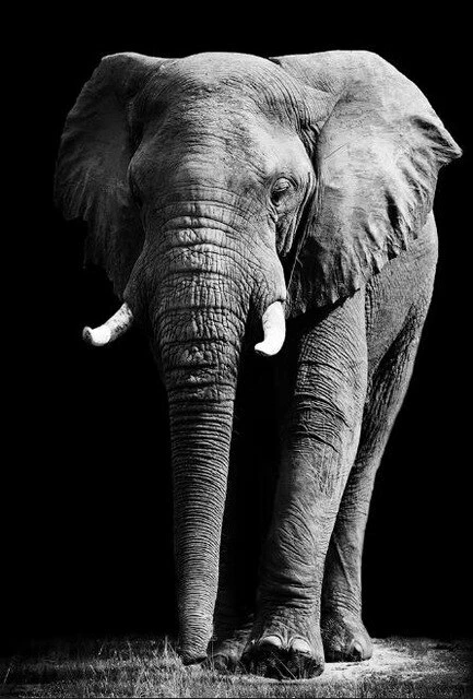 Quadro em tela animais elefantes africanos pintura arte parede pôster estampas arte parede - Imagem 3 de 3