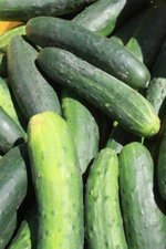 25+Cucumber Seeds Marketmore Cucumber Fesh Garden Seeds USA