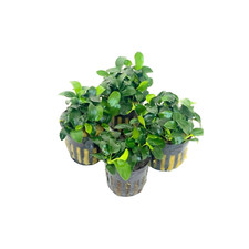 4X Petite Anubias Nana Pots Aquarium Live Plant for Fish Tank Decoration