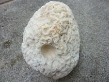 Coral Sea Natural Decor White Aquarium Coastal LIFE Beach Reef 7X 6''X5''