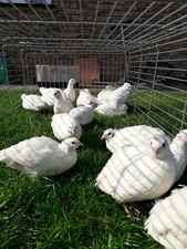 36 Frische Wachteleier ("keine" BRUTEIER ) Texas A&M Jumbo Mastwachteln 