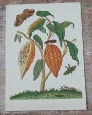 ANSICHTSKARTE MOTIVKARTE MARIA SIBYLLA MERIAN KAKAOBAUM