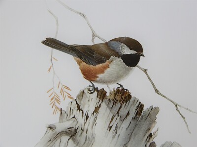 James F Lansdowne BOREAL CHICKADEE bird, vintage art print, illustration plate