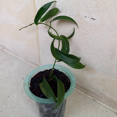 Hoya Chlorantha Rare Tropical Wax Plant