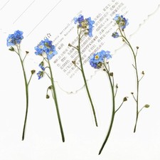 12 Pcs Blue Forget Me Not With Stem Real Natural Dried Pressed Flowers