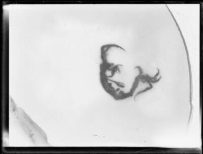 Unidentified insect in a petri dish, NSW, 12 May 1933 Australia Old Photo